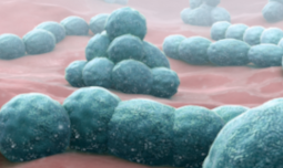 streptococcus